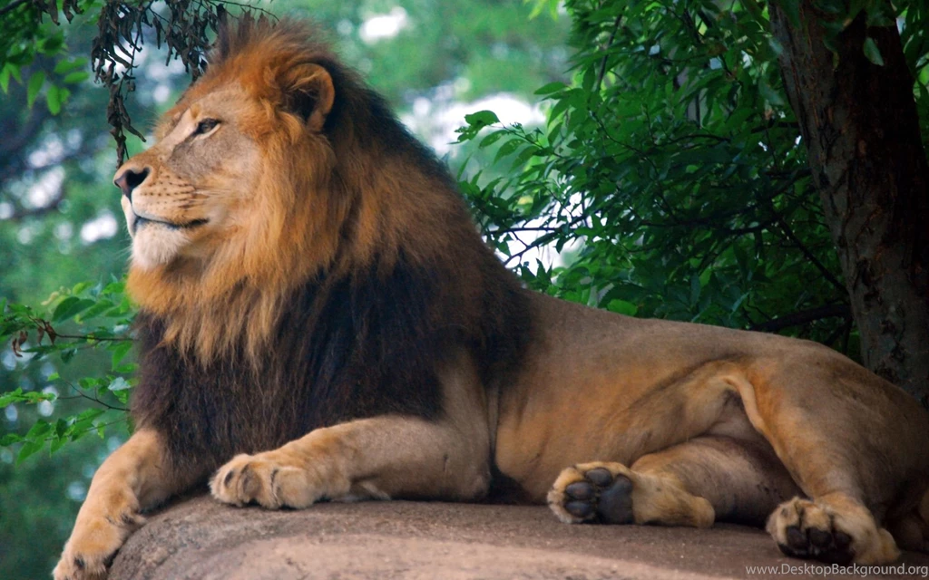 Lion King Of Zoo Wallpapers