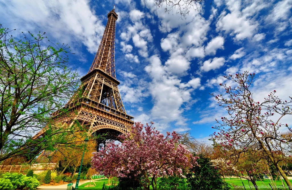 MAGNOLIA TREE NEAR EIFFEL TOWER WALLPAPER (