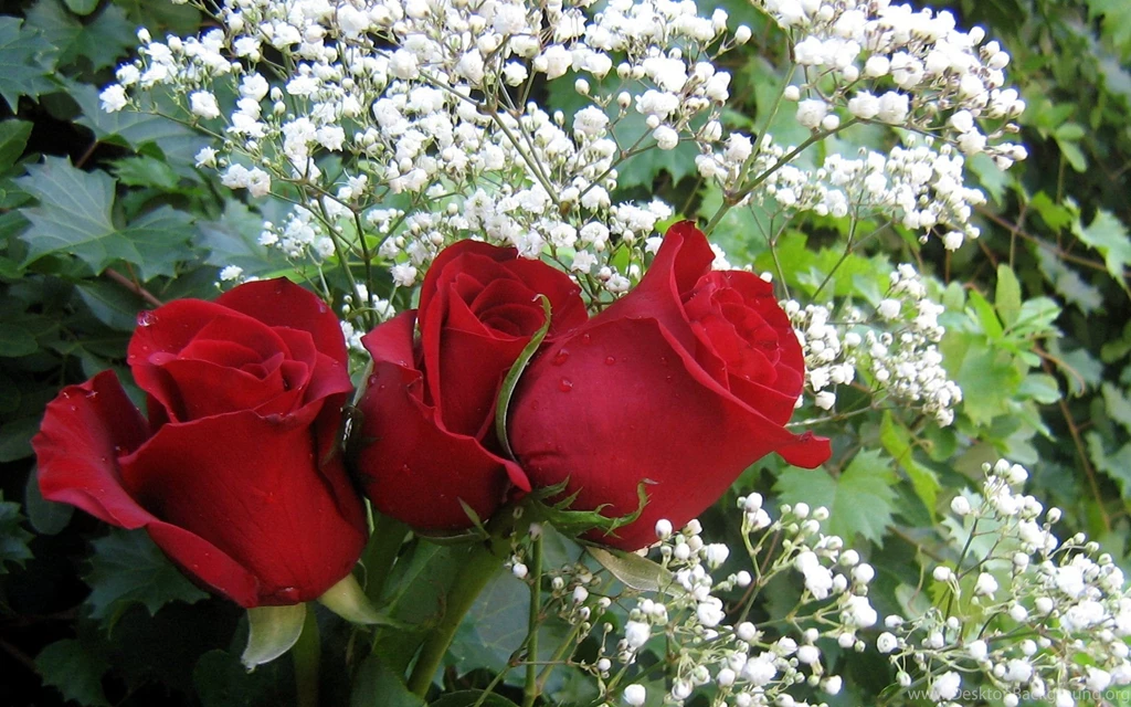 Wallpapers Of Red Roses Wallpapers Cave