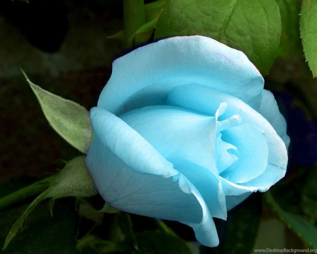 Superb 3D HD Yellow Rose Wallpapers Wallpapers Mela