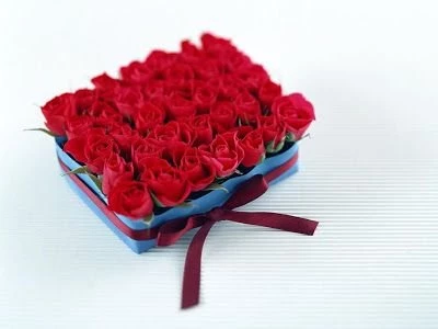 Rose Wallpaper: Red Rose HD Wallpapers Download Free