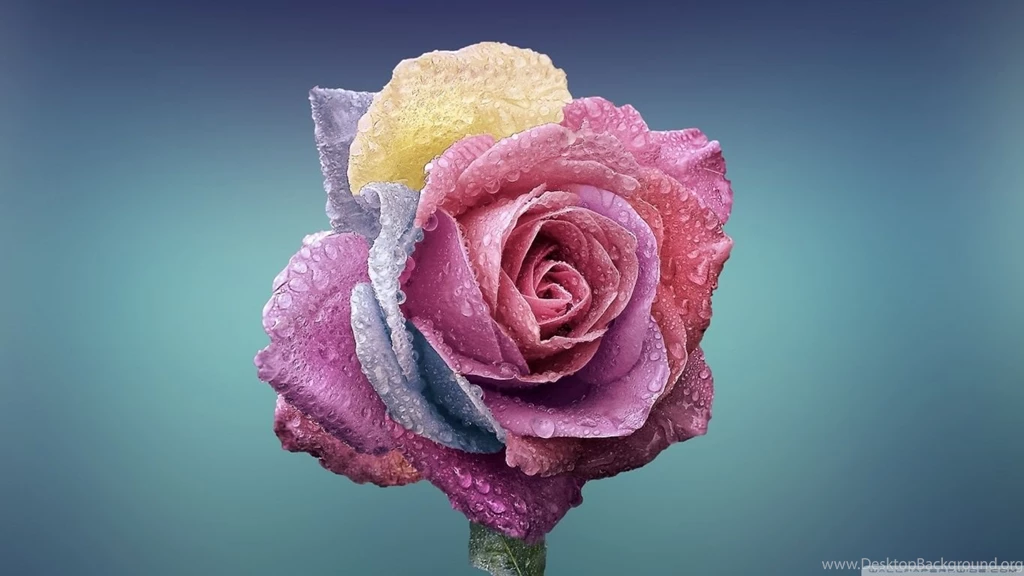 Colorful Rose HD Desktop Wallpapers : Widescreen : High Definition ...