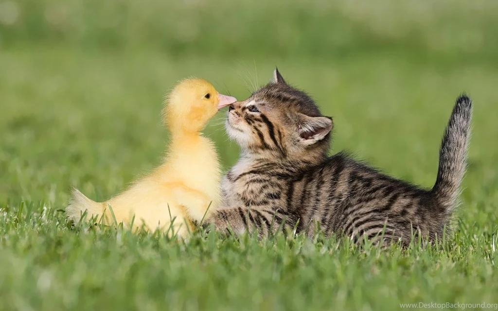 HD Funny Animals Wallpapers