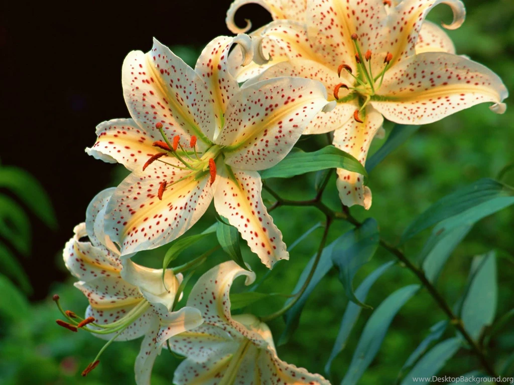 Tiger Lily Desktop Wallpapers