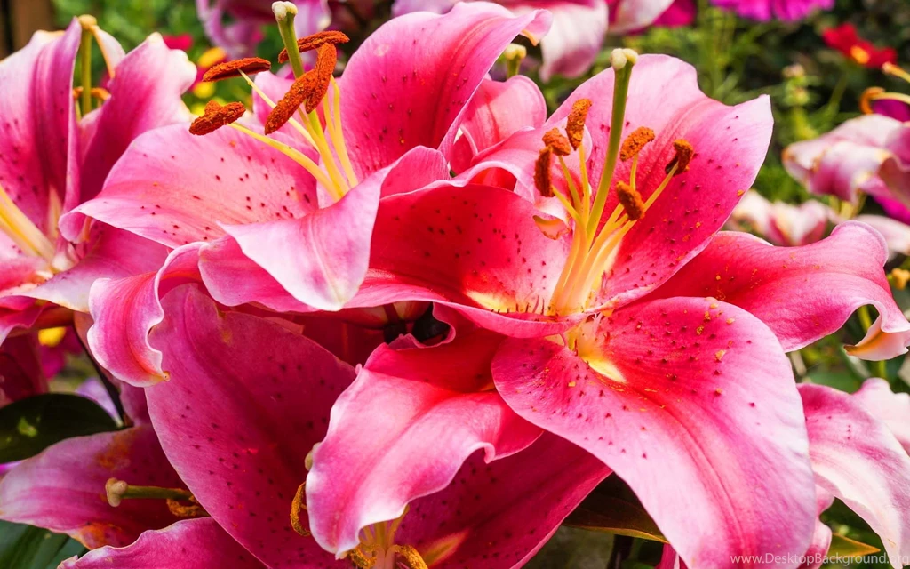 Flower Lily Wallpaper 1920x1200.jpg