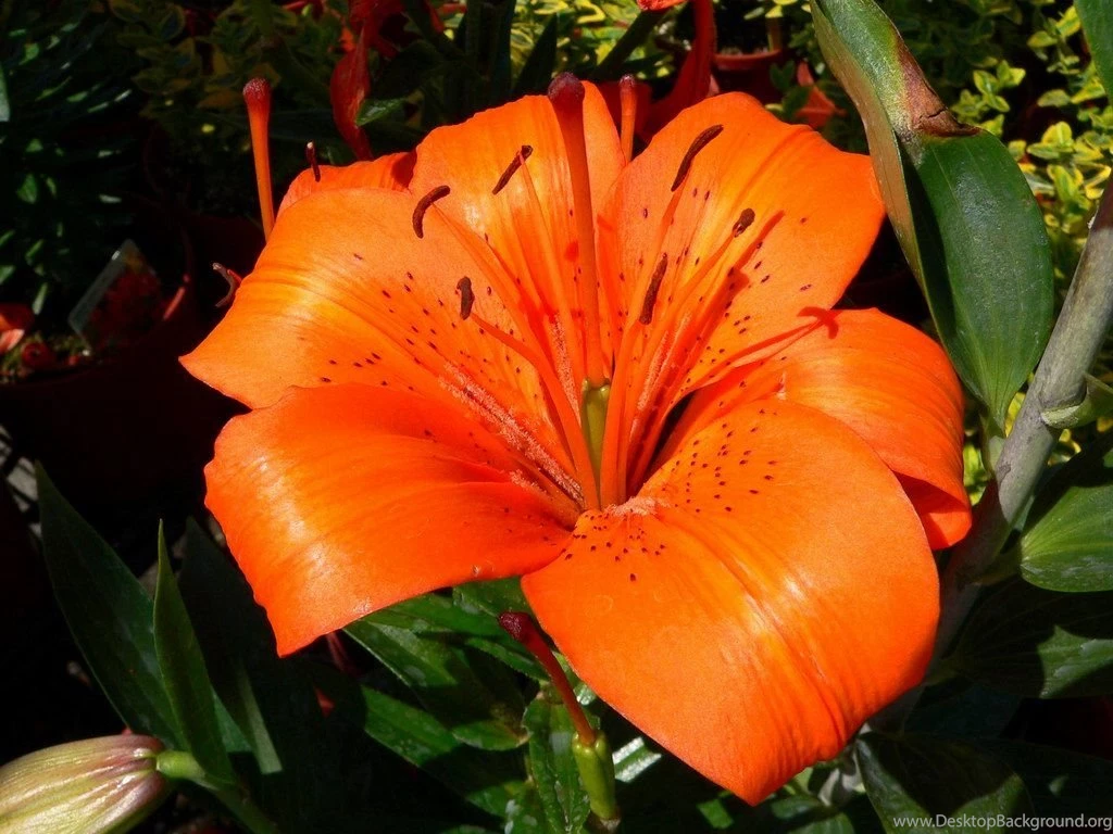 Picture Of Tiger Lily Flower Beautiful Black And White Flowers ...