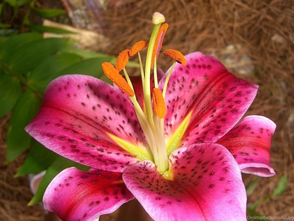 Pictures Of Tiger Lilies All Wallpapers New