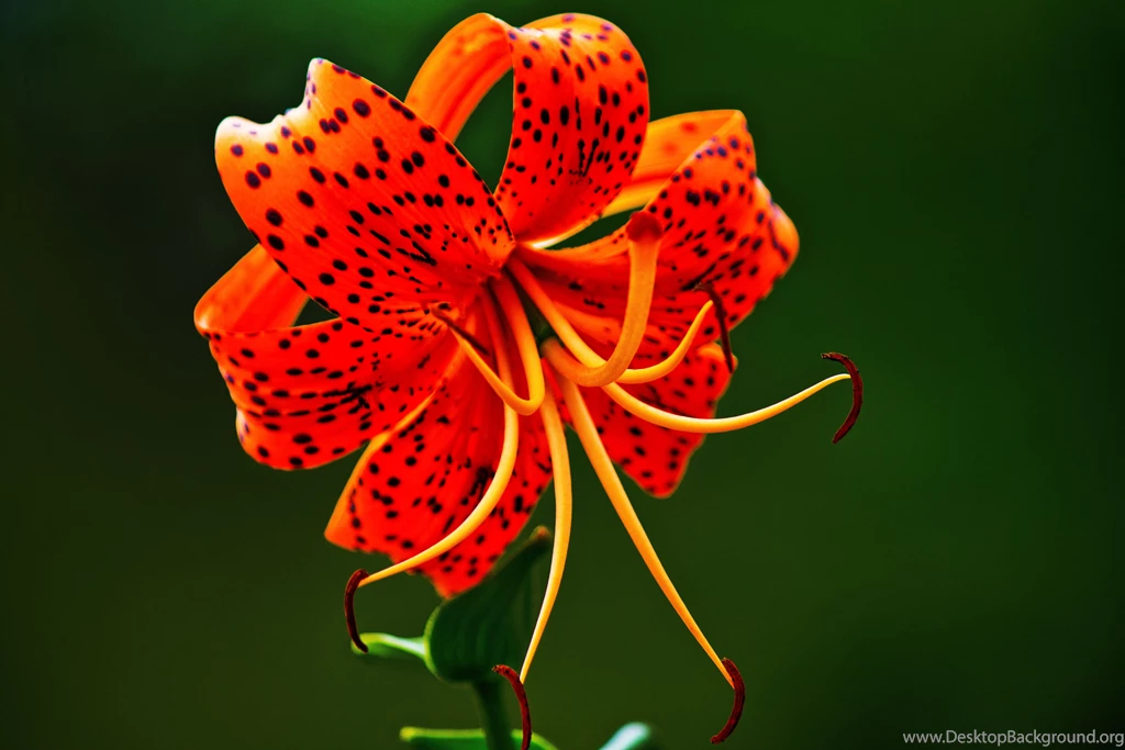 Tiger Lily Wallpaper, Size: 5184x3456