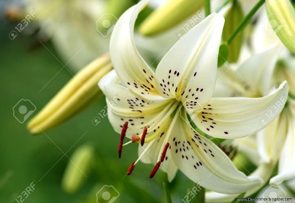White Tiger Lily