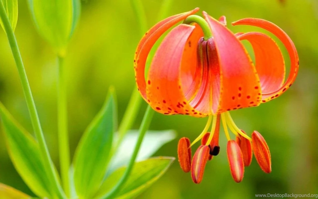 Tiger Lily HD Wallpapers Download Free
