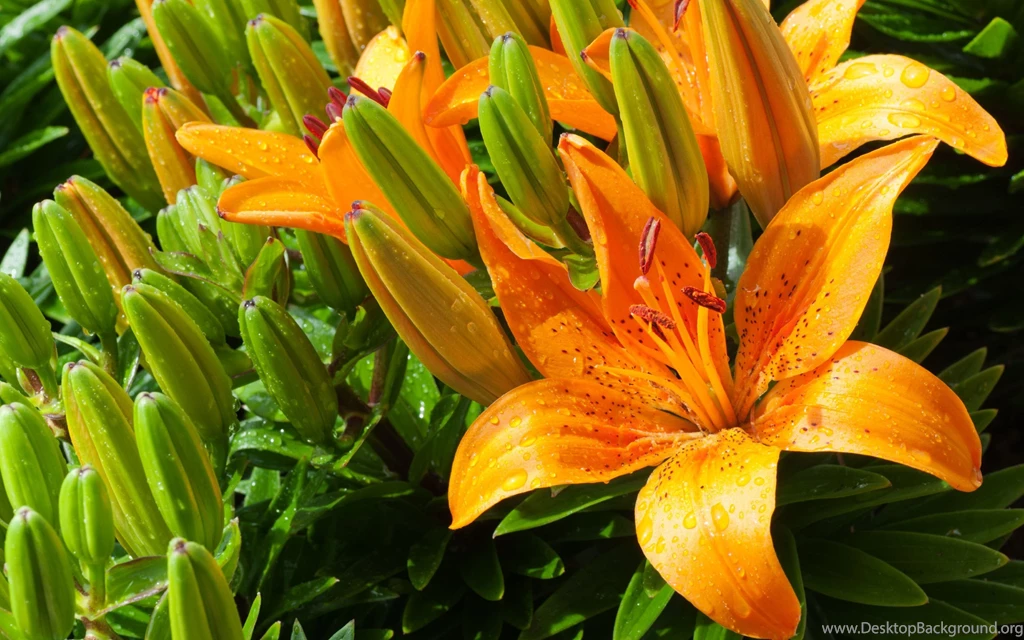 Tiger Lily Wallpapers :: HD Wallpapers
