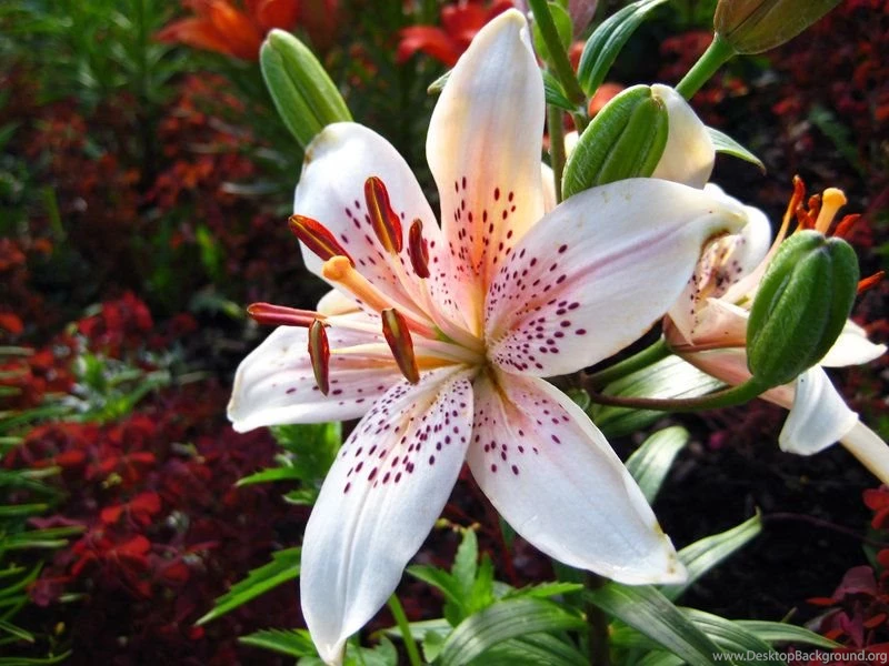 Tigerlilly DeviantArt