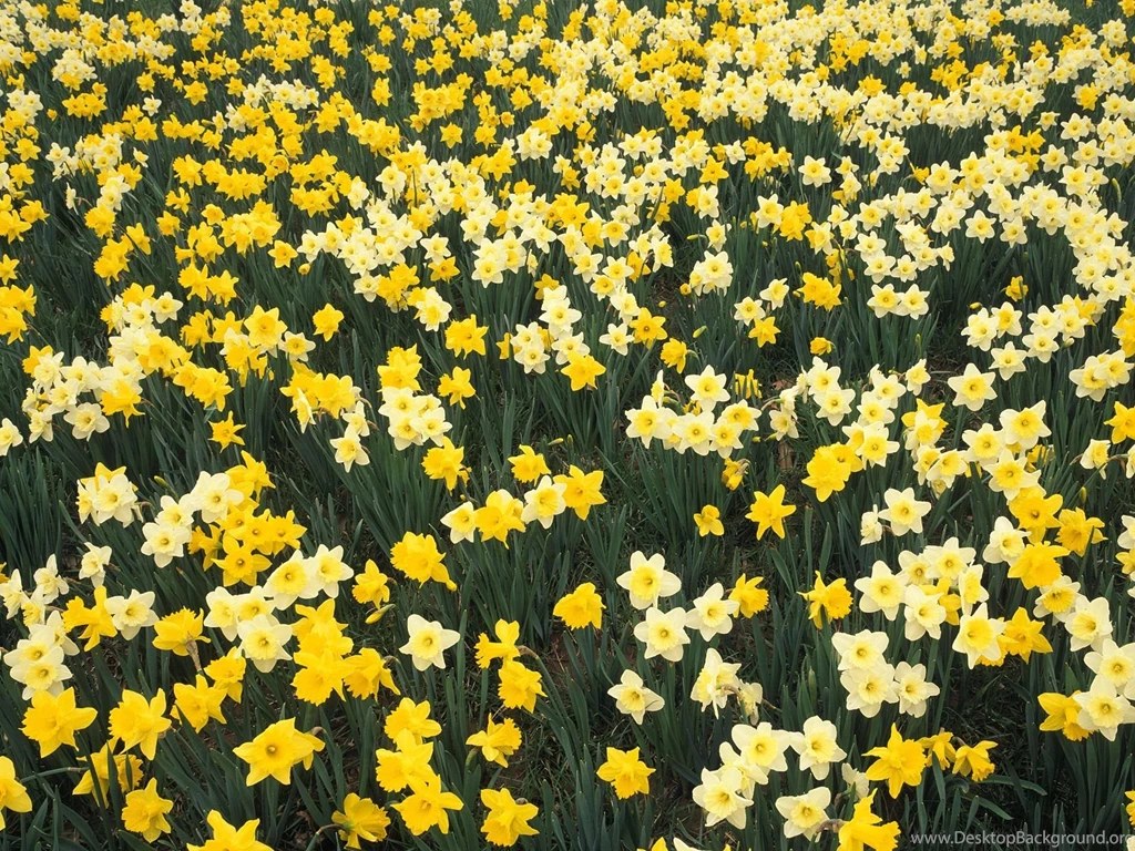 Hillside Of Daffodils Louisville Kentucky   Flowers Photography ...