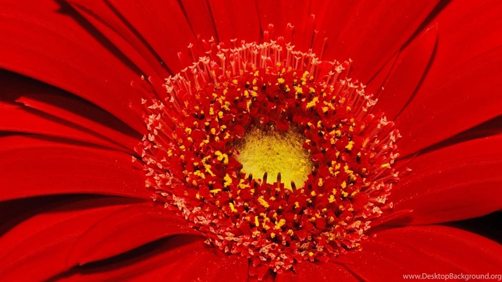 LOUISVILLE KENTUCKY GERBERA DAISY DAISY HD WALLPAPER (
