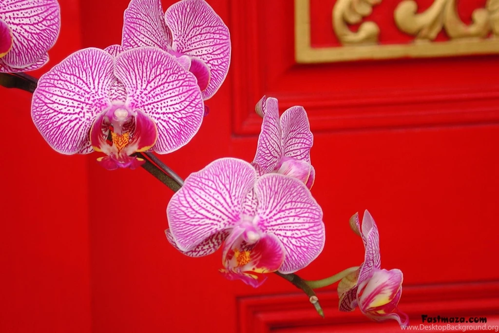 3D Desktop Flowers New And Latest Wallpapers Collection