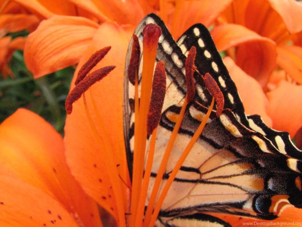 File:Butterfly On A Tiger Lily (174078530).jpg Wikimedia Commons