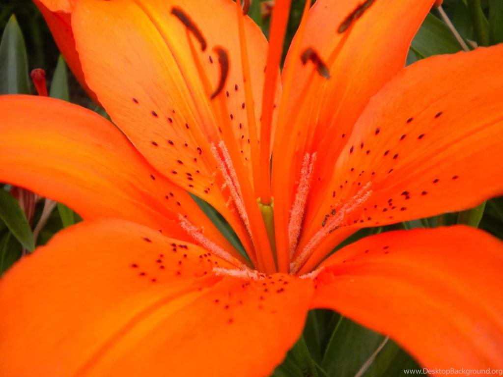 Lily Flower Images And Wallpapers Download