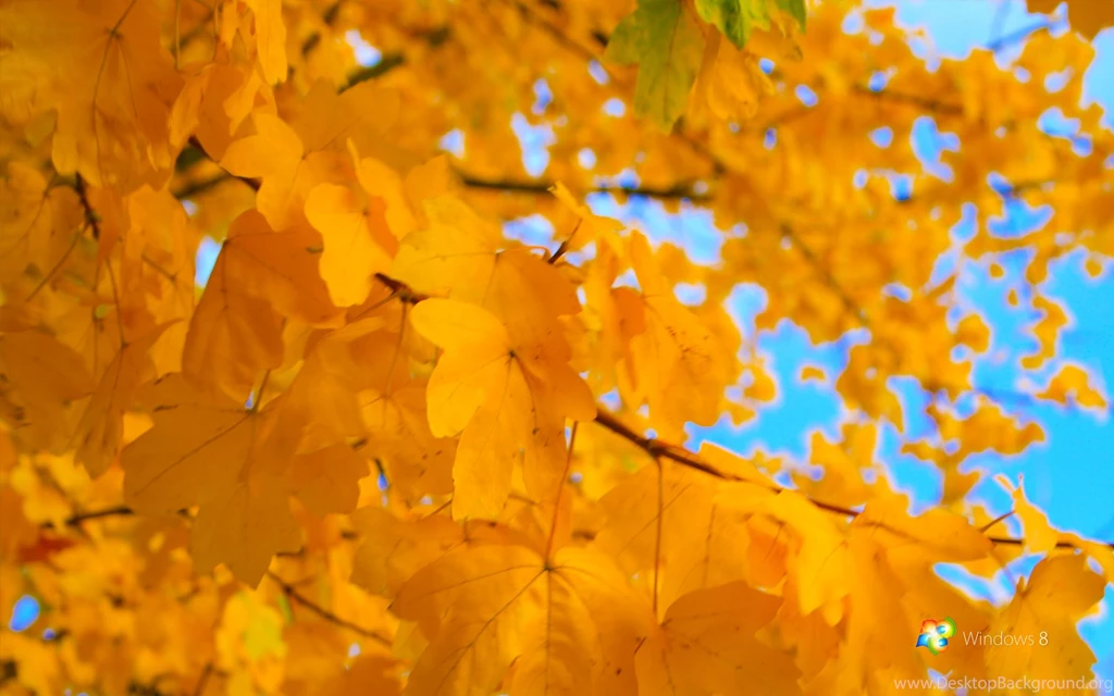 Windows_8_yellow_by_rehsup d31swov.png