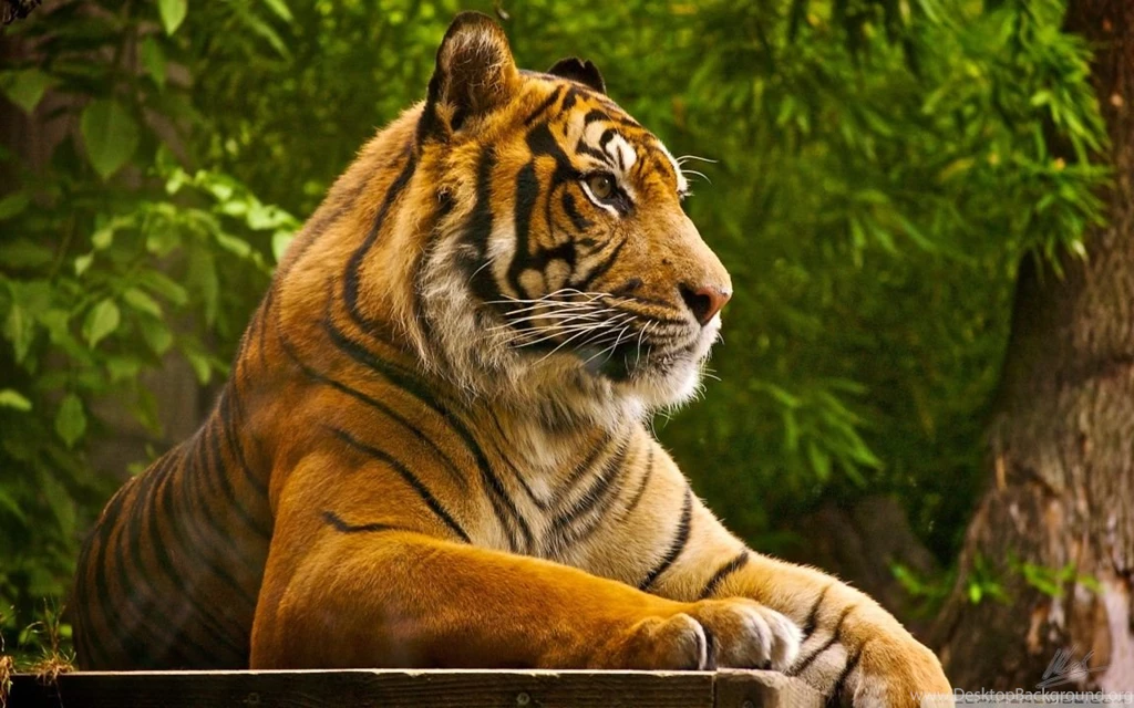 Beautiful Tiger HD Desktop Wallpapers : Fullscreen