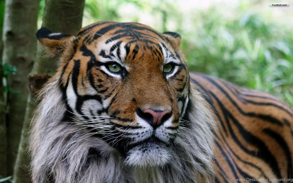30 Most Beautiful Tiger Pictures That Will Inspire You