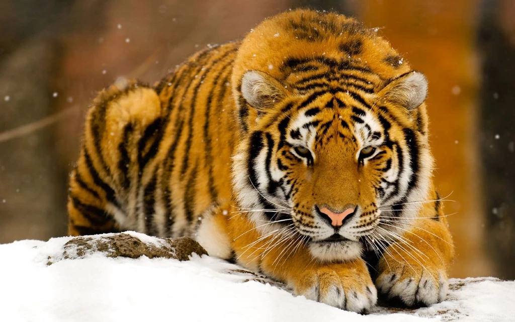 1432227 siberian tiger.jpg