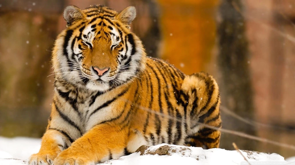 Beautiful Tiger Picture BestePics