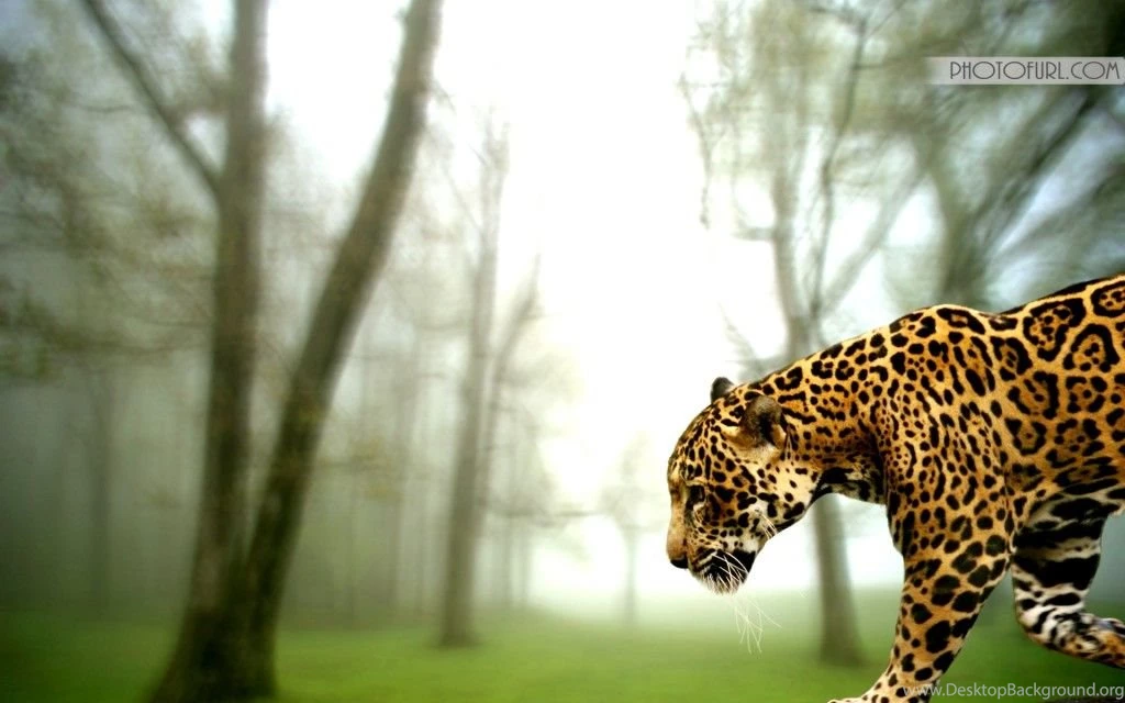Free National Geographic Animal Wallpapers Tiger Giraffe Peacock