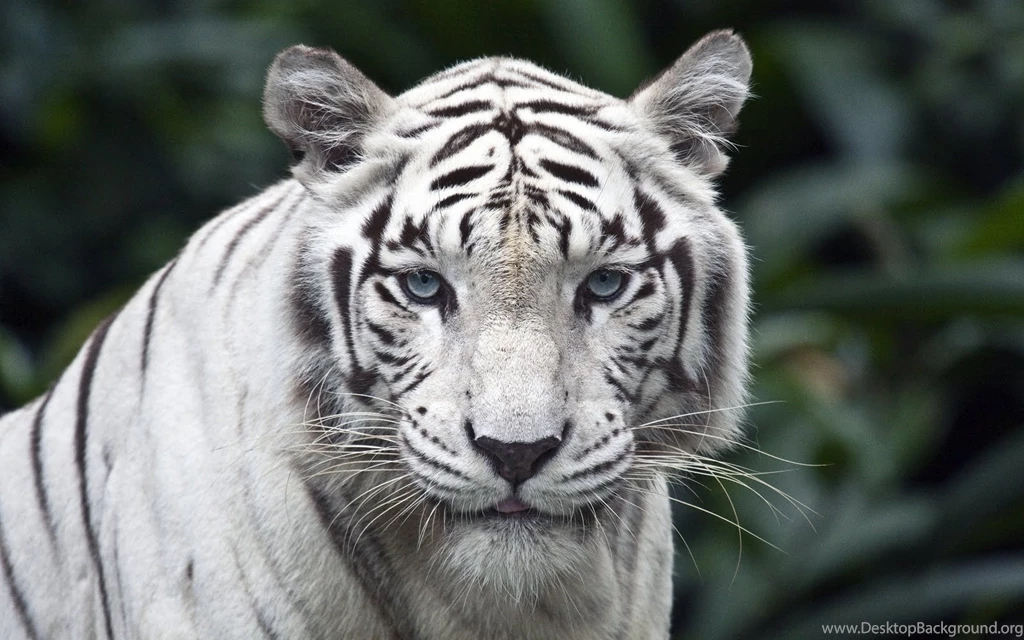 White Tiger Wallpapers   Beautiful Tiger Desktop Wallpapers ...