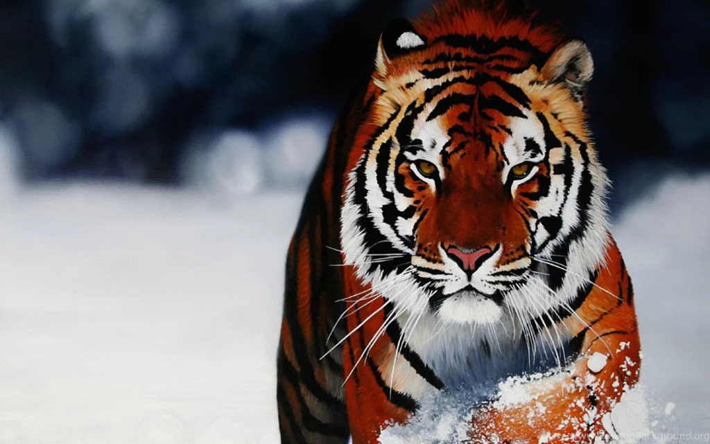 Background, Beautiful, Tiger, Wallpapers (