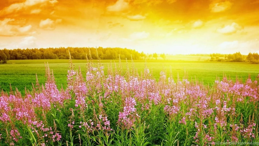 Full Hd Nature Wallpapers Free Download