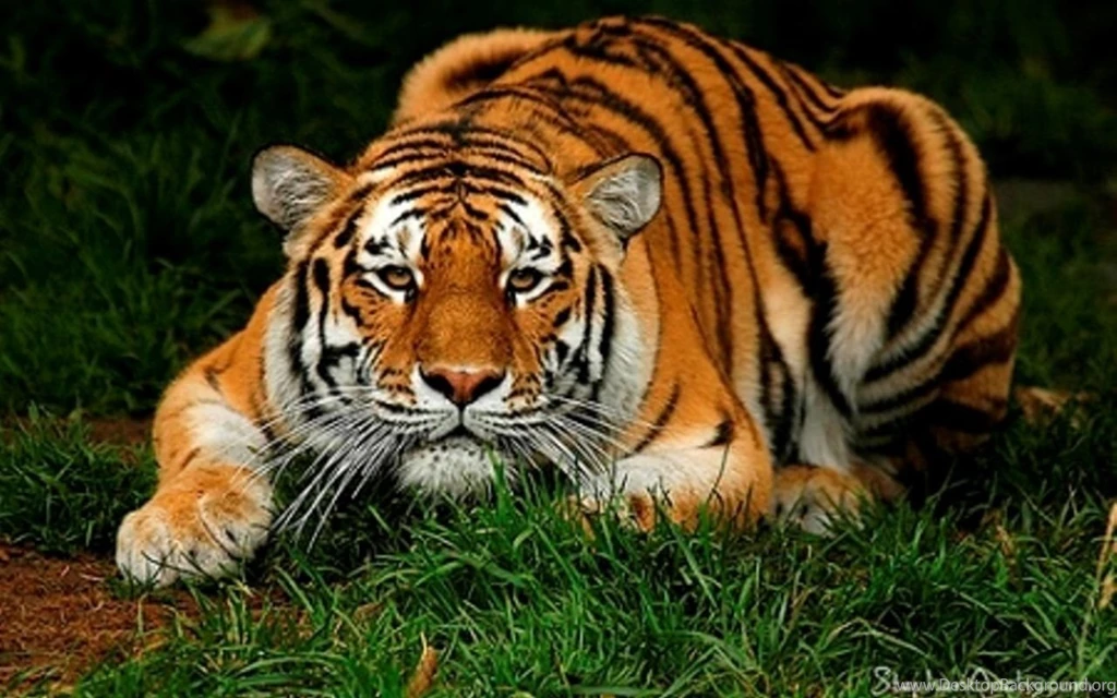 Images Tiger   HD Wallpapers Pretty
