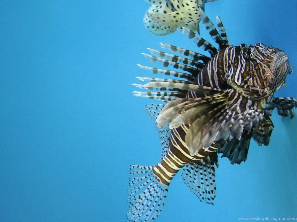 Lionfish Wallpapers By Armarant On DeviantArt