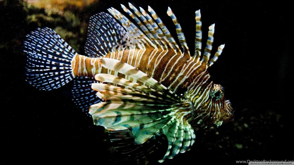 Lionfish wallpaper 1600×900