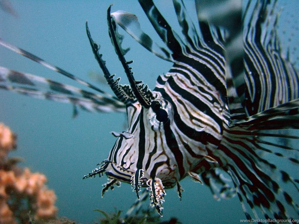 133506d1363930769 lionfish wallpapers lionfish images 1024 x 768.jpg