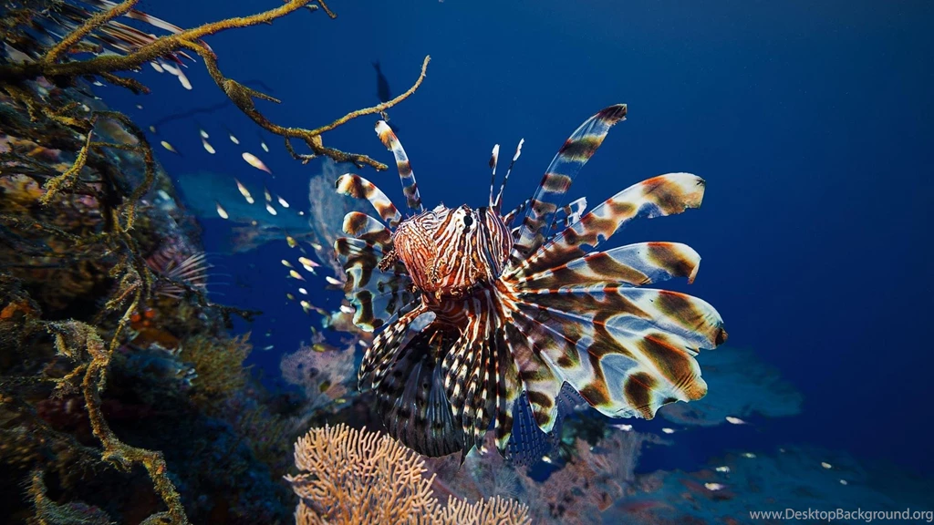 Lionfish Wallpapers   (