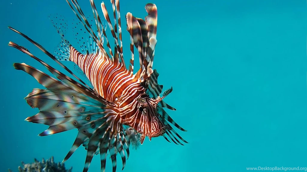 Lionfish Wallpapers Wallpapers Cave