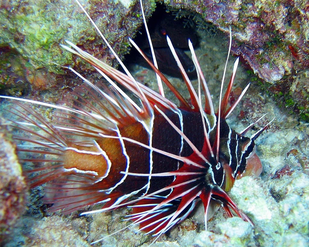 Lionfish Wallpapers   Animals Town