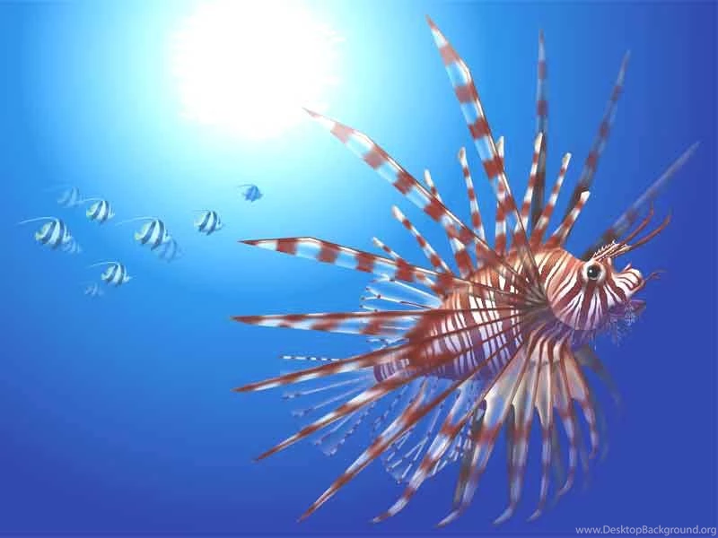 Red Lion Fish Backgrounds, Wallpapers & Screensavers
