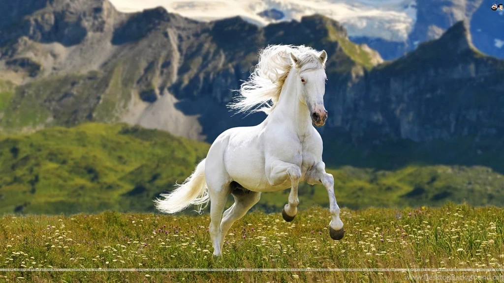 Best Horse HD Wallpapers,