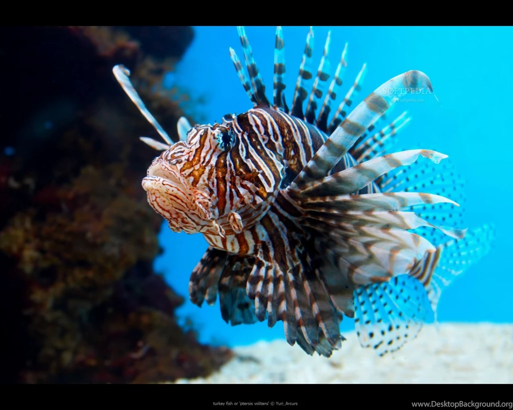 2 Lionfish HD Wallpapers