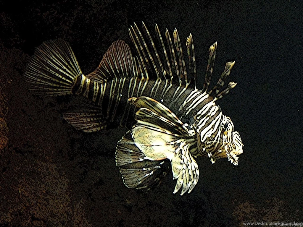 Koraalduivel   DeviantArt