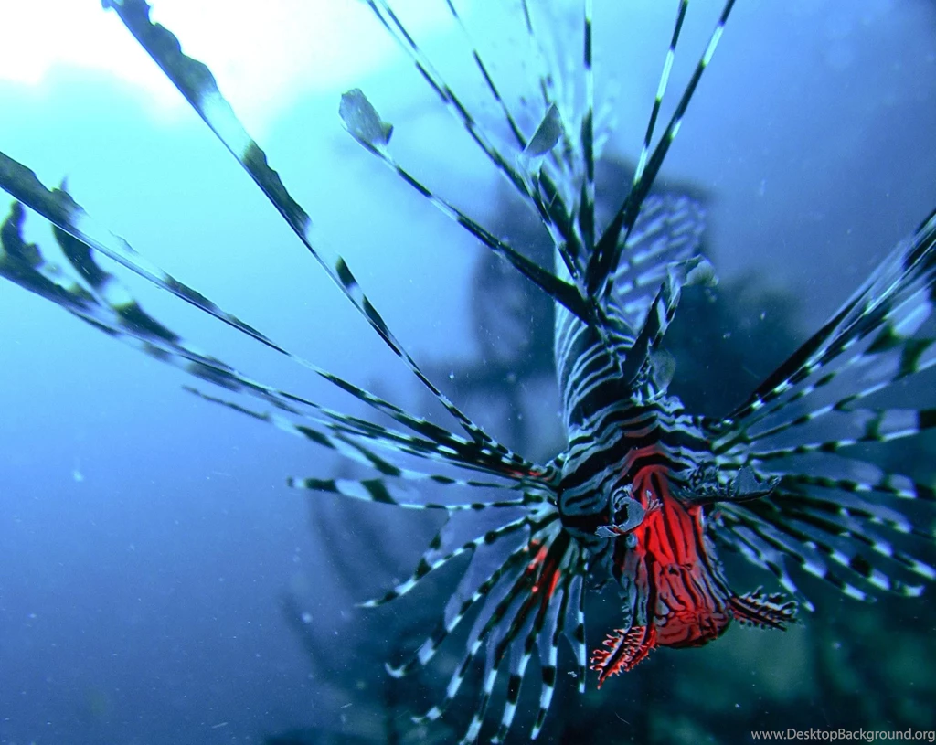 Lionfish Dragonfish Turkey Fish Fish Cool Wallpapers ~ Fish For HD ...