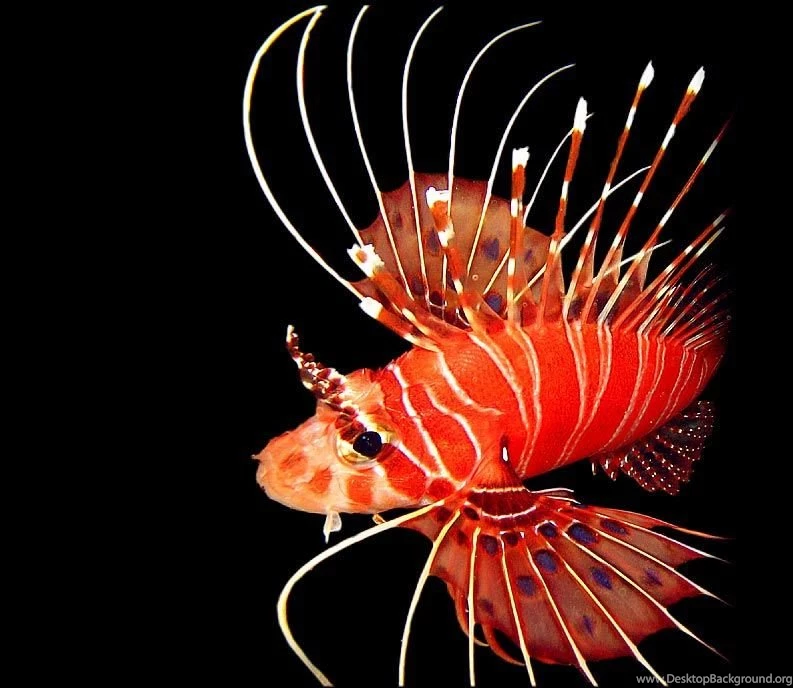 Clickbelow   Desktop Wallpapers From Clickbelow/Lionfish Black