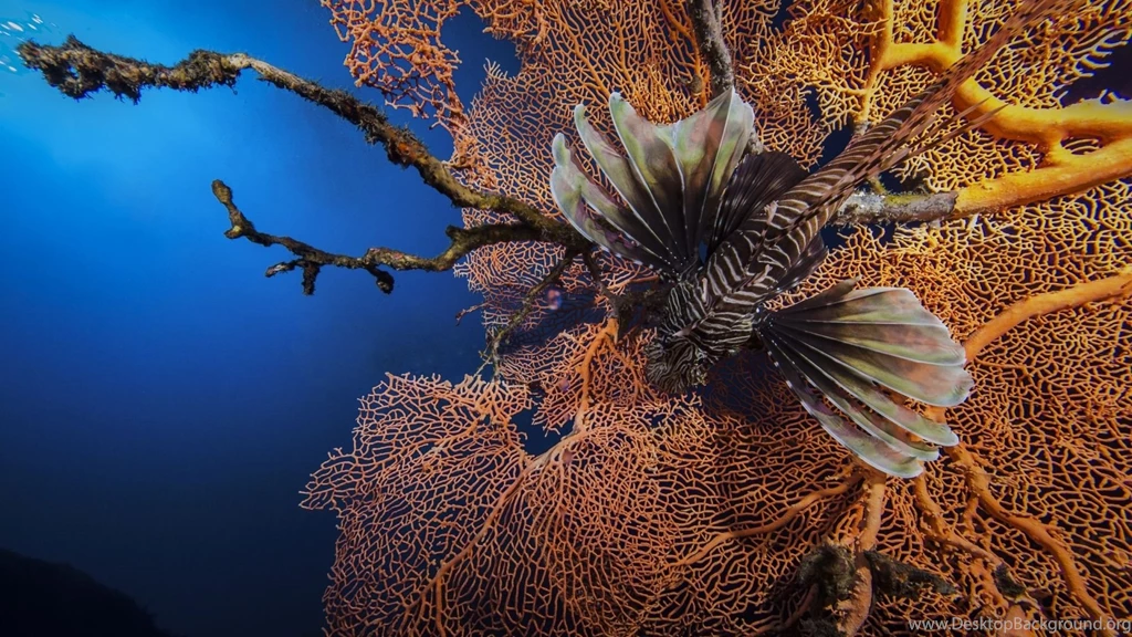 Download Wallpapers 1920x1080 Lionfish, Striped Lionfish, Zebra ...