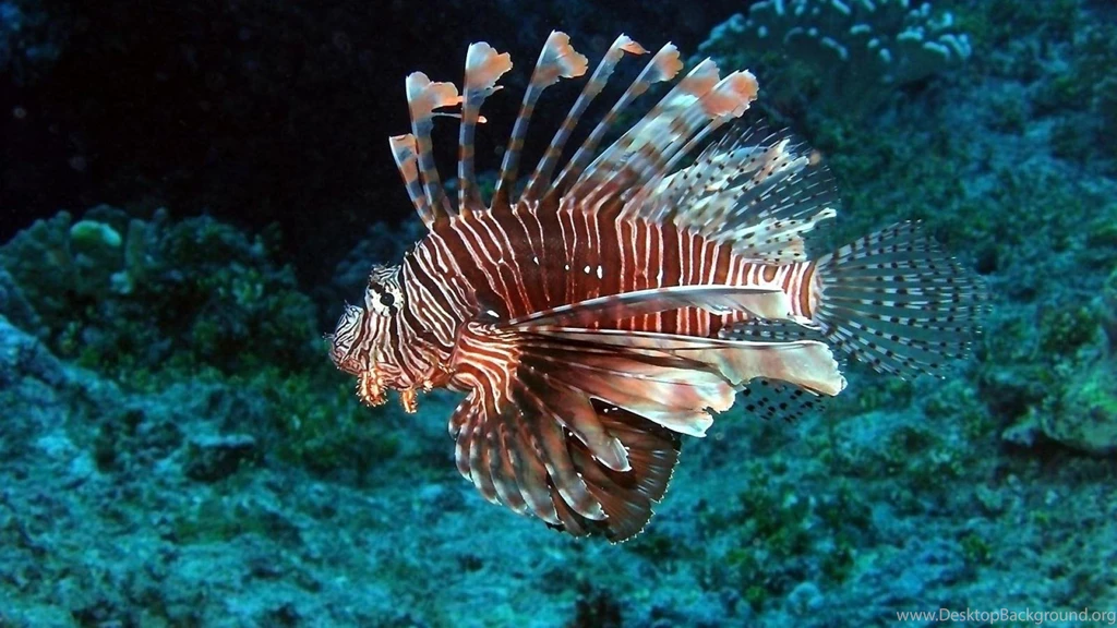 Lion Fish Wallpapers   (