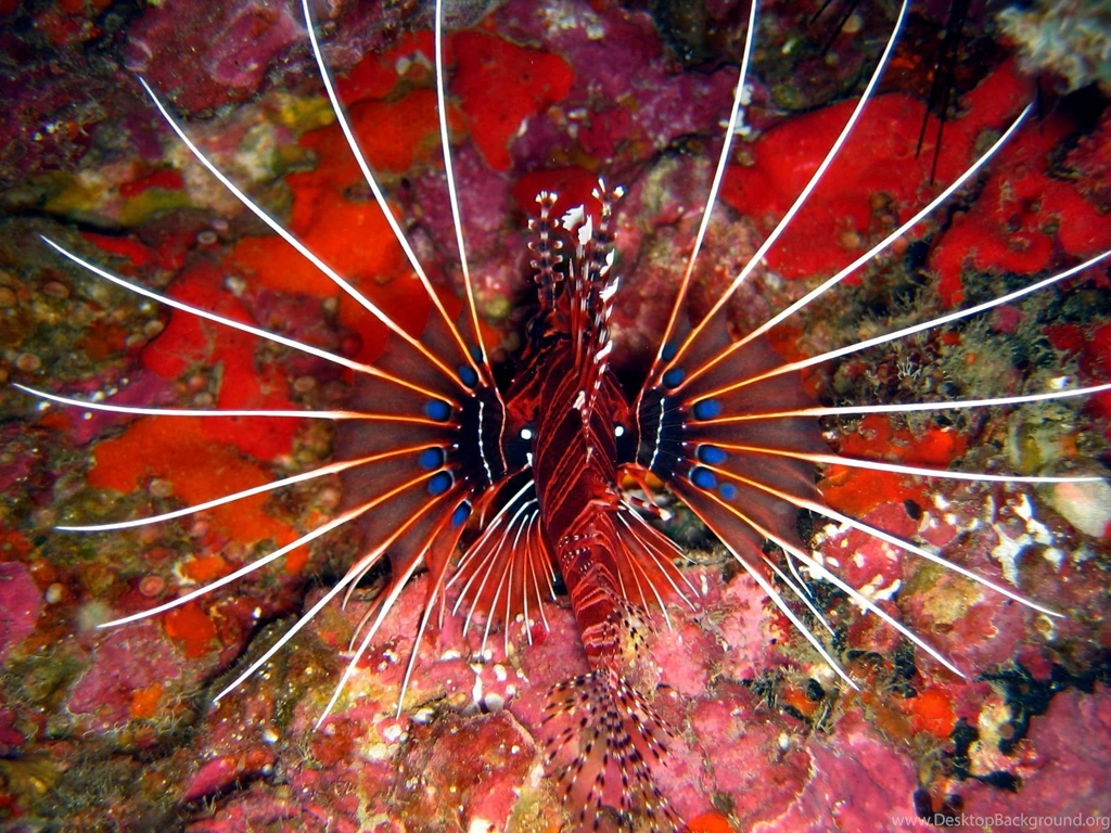 Lionfish Wallpapers Wallpapers Cave