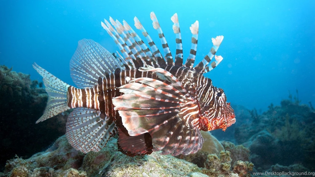 Lionfish Computer Wallpapers, Desktop Backgrounds