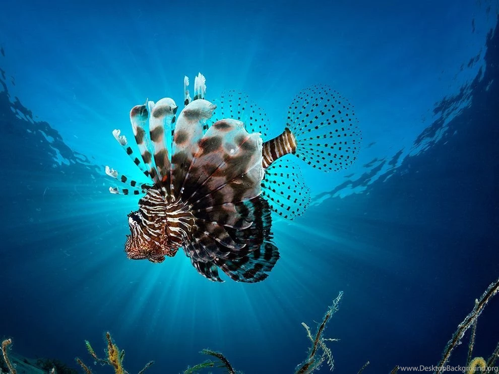 Lionfish Image, Red Sea