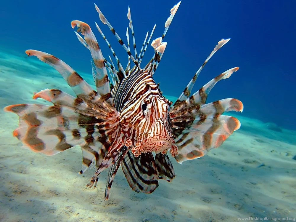 1000x749px Wonderful Lion Fish