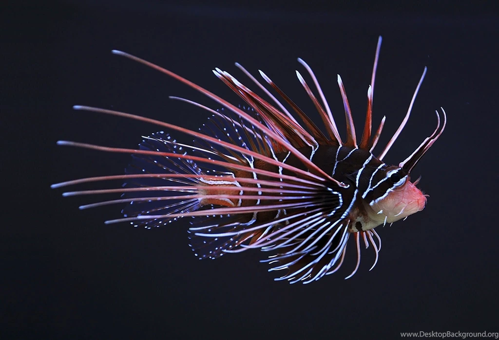 Clearfin Lionfish 1920x1080p HD Aquarium Underwater Wallpapers
